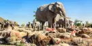 Dubai Safari Park Tickets Dubai Safari Park Tickets