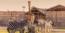 Dubai Safari Park Tickets Dubai Safari Park Tickets
