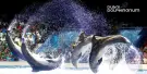 Dubai Dolphinarium Tickets Dubai Dolphinarium Tickets