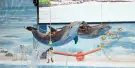 Dubai Dolphinarium Tickets Dubai Dolphinarium Tickets