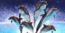 Dubai Dolphinarium Tickets Dubai Dolphinarium Tickets