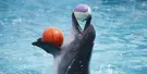 Dubai Dolphinarium Tickets Dubai Dolphinarium Tickets