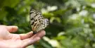 Entopia By Penang Butterfly Farm Tickets Entopia By Penang Butterfly Farm Tickets