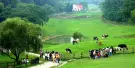 Flying Cow Ranch Tickets