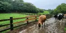Flying Cow Ranch Tickets