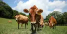 Flying Cow Ranch Tickets