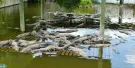 Gatorland Orlando Tickets Gatorland Orlando Tickets