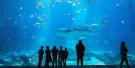 Georgia Aquarium Tickets