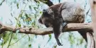 Gorge Wildlife Park Tickets Gorge Wildlife Park Tickets