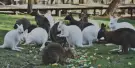 Gorge Wildlife Park Tickets Gorge Wildlife Park Tickets