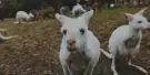 Gorge Wildlife Park Tickets Gorge Wildlife Park Tickets