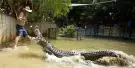 Hartley's Crocodile Adventures Tickets Hartley's Crocodile Adventures Tickets