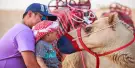 Dubai Desert Camel Safari Dubai Desert Camel Safari