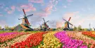 Keukenhof Tickets Keukenhof Tickets