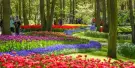 Keukenhof Tickets Keukenhof Tickets