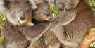 Maru Koala and Animal Park Tickets
