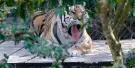 Koki Zoo Tickets Koki Zoo Tickets