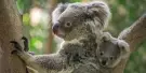 Kuranda Koala Gardens Tickets Kuranda Koala Gardens Tickets