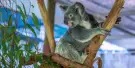 Kuranda Koala Gardens Tickets Kuranda Koala Gardens Tickets
