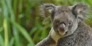 Kuranda Koala Gardens Tickets Kuranda Koala Gardens Tickets