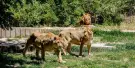 Zoo Aquarium de Madrid Tickets Zoo Aquarium de Madrid Tickets