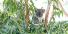 Lone Pine Koala Sanctuary Tickets Lone Pine Koala Sanctuary Tickets