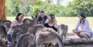 Lone Pine Koala Sanctuary Tickets Lone Pine Koala Sanctuary Tickets