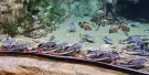 Lotte World Aquarium Hanoi Tickets