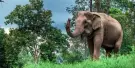 Maesa Elephant Camp Tickets Maesa Elephant Camp Tickets
