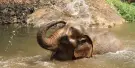 Maesa Elephant Camp Tickets Maesa Elephant Camp Tickets