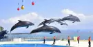 Marine World Uminonakamichi Tickets Marine World Uminonakamichi Tickets