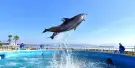 Marine World Uminonakamichi Tickets Marine World Uminonakamichi Tickets