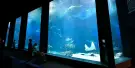 Marine World Uminonakamichi Tickets Marine World Uminonakamichi Tickets