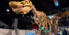 Melbourne Museum Tickets Melbourne Museum Tickets