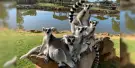 Mogo Wildlife Park Tickets Mogo Wildlife Park Tickets