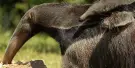 Nashville Zoo at Grassmere Tickets Nashville Zoo at Grassmere Tickets