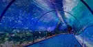 The National Aquarium Abu Dhabi Tickets The National Aquarium Abu Dhabi Tickets
