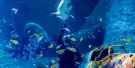 The National Aquarium Abu Dhabi Tickets The National Aquarium Abu Dhabi Tickets