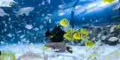 The National Aquarium Abu Dhabi Tickets The National Aquarium Abu Dhabi Tickets