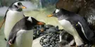 National SEA LIFE Centre Birmingham Tickets National SEA LIFE Centre Birmingham Tickets