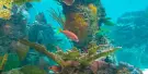 New York Aquarium Tickets New York Aquarium Tickets