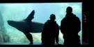 New York Aquarium Tickets New York Aquarium Tickets