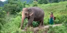 Elephant Jungle Sanctuary Pattaya Tours Elephant Jungle Sanctuary Pattaya Tours