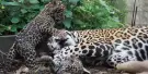 Okinawa Zoo & Museum Tickets Okinawa Zoo & Museum Tickets