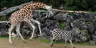 Orana Wildlife Park Tickets
