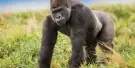 Orana Wildlife Park Tickets Orana Wildlife Park Tickets