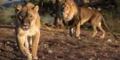 Out of Africa Wildlife Park Tickets Out of Africa Wildlife Park Tickets