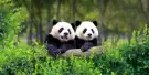 Zoo Aquarium de Madrid Tickets Zoo Aquarium de Madrid Tickets