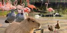 Parrot World Tickets Parrot World Tickets