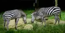 Night Safari Singapore Tickets Night Safari Singapore Tickets
